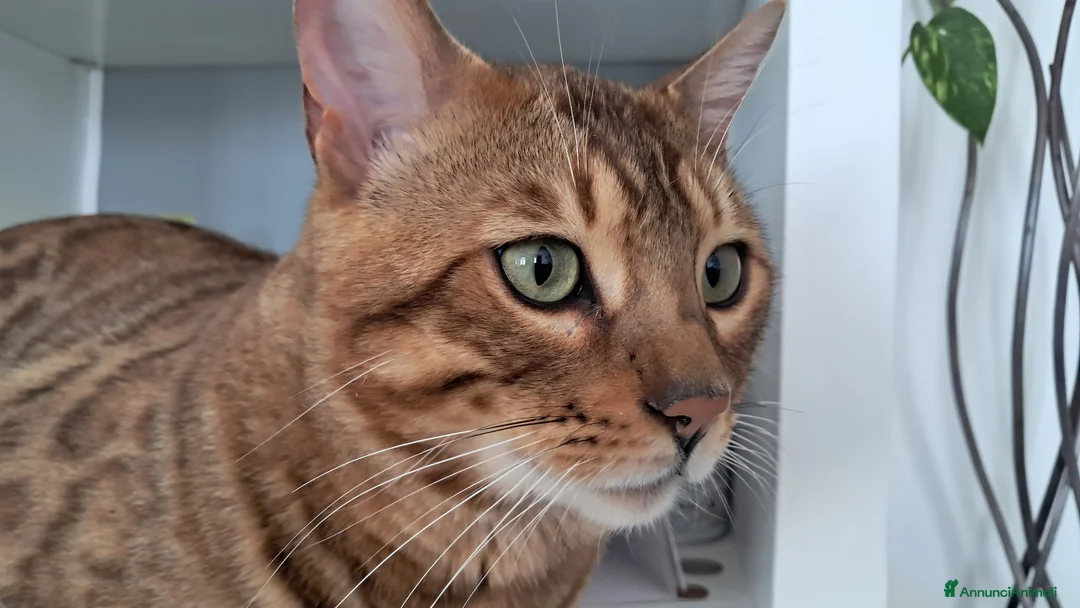 Bengala gatti in vendita: Bengala gattone maschio a Città Metropolitana di Bologna - Annuncio 1