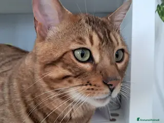 Bengala gatti Bengala gattone maschio - Annuncio 2