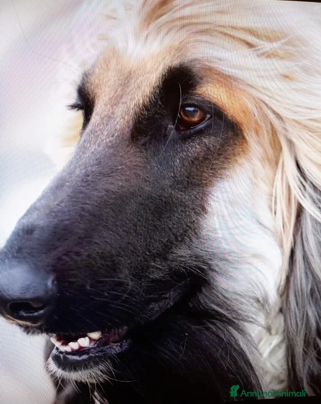 Levriero cani in vendita: LEVRIERO AFGANO BELLISSIMI CUCCIOLI - Annuncio 3