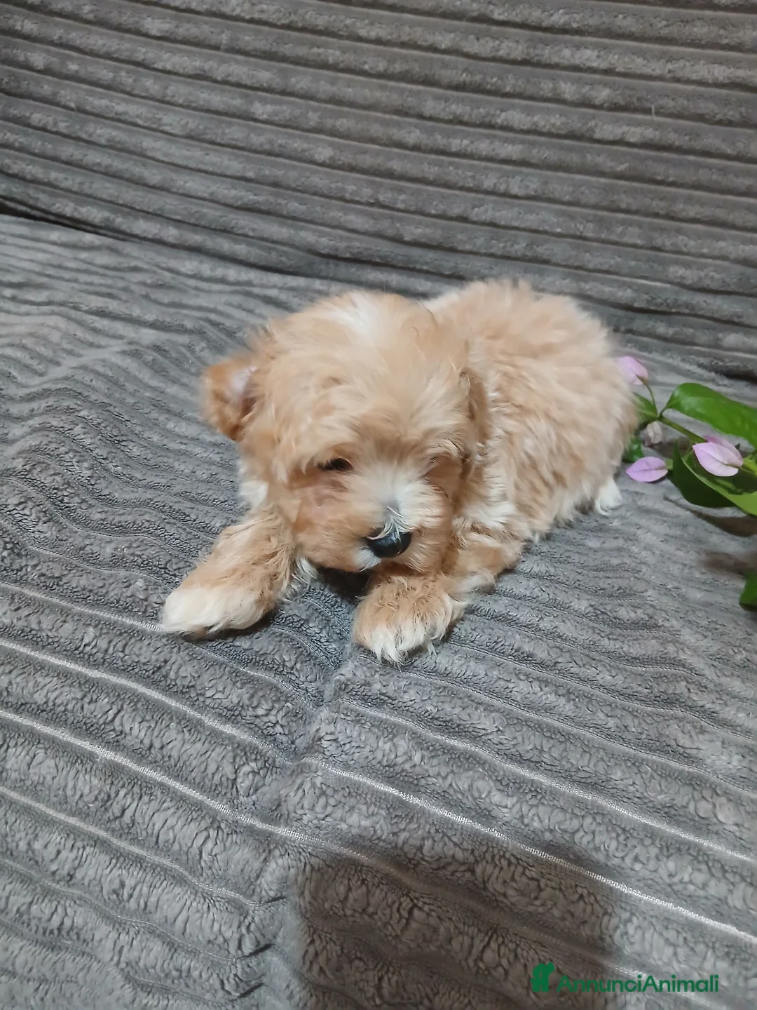 Maltipoo cani in vendita: Cuccioli di maltipoo  a Città Metropolitana di Bari - Annuncio 2