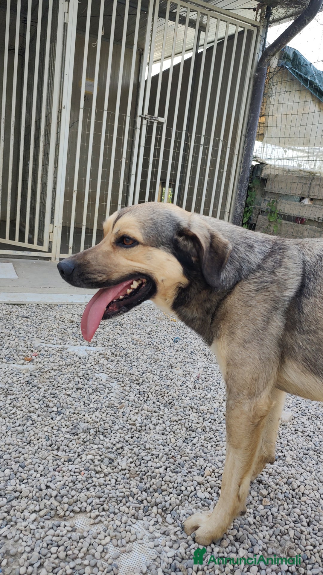 Meticcio cani in regalo: Dylan a Provincia di Treviso - Annuncio 5