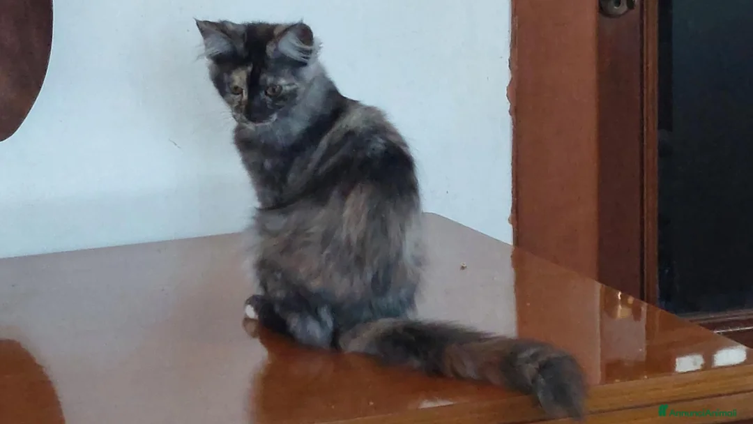 Maine Coon gatti in vendita: Maine Coon due dolci cucciolotte - Annuncio 2
