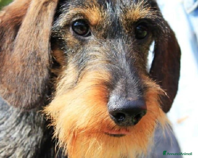 Bassotto cani BASSOTTO NANO A PELO DURO  a Vercelli - Annuncio 2