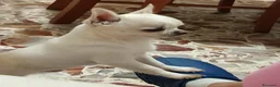 Chihuahua cani per accoppiamento: chihuahua per monta - Annuncio 2