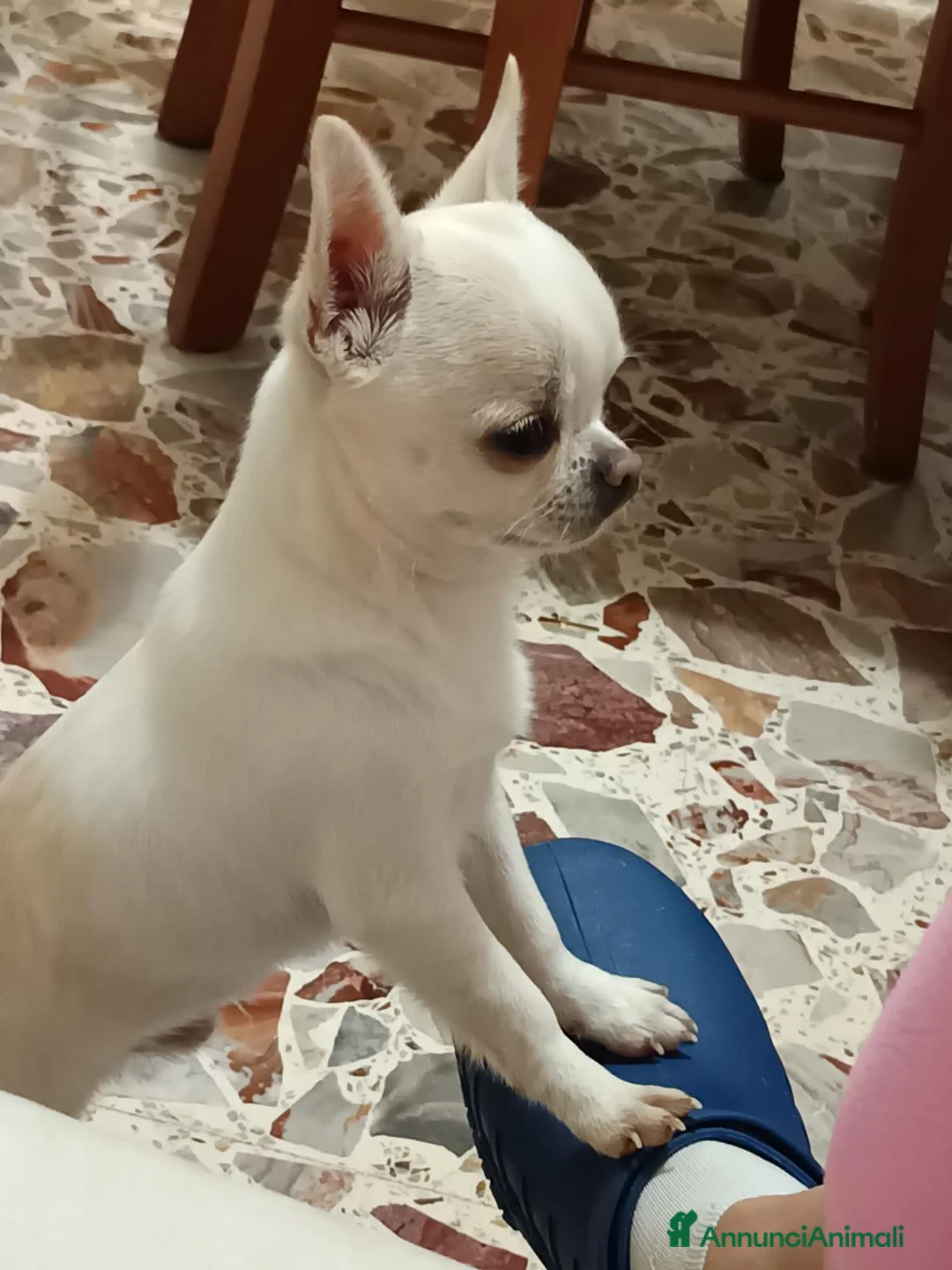 Chihuahua cani per accoppiamento: chihuahua per monta - Annuncio 2