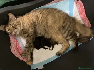 Maine Coon gatti Cuccioli di Maine Coon disponibili - Annuncio 29
