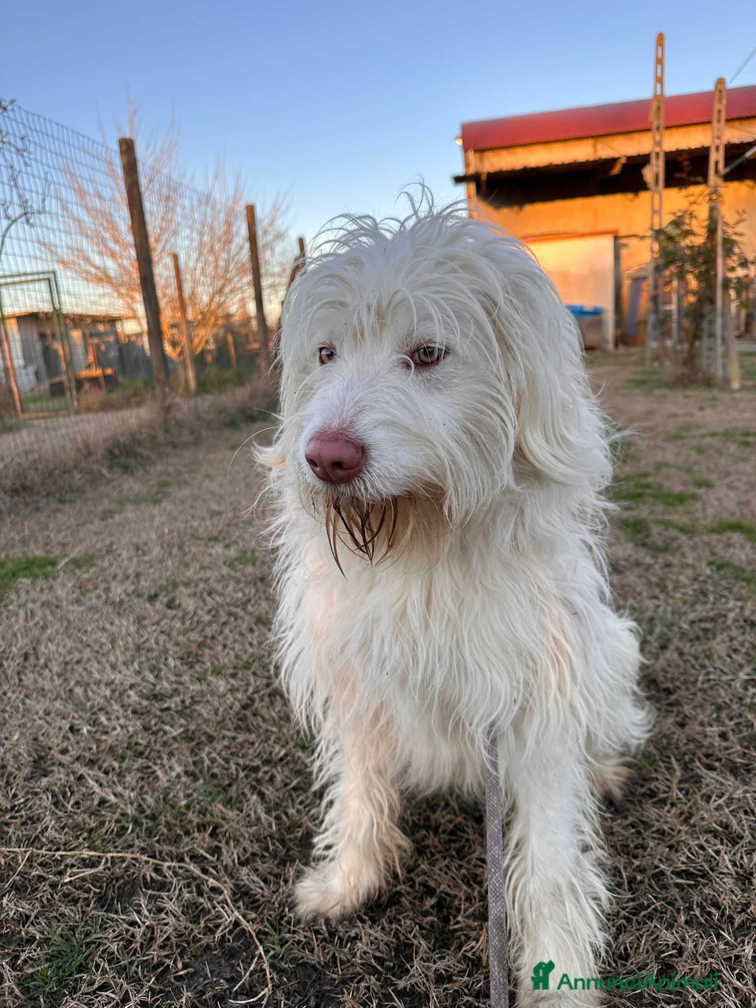 Meticcio cani BUTTATO VIA DALLA SUA FAMIGLIA  - Annuncio 13