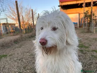 Meticcio cani BUTTATO VIA DALLA SUA FAMIGLIA - Annuncio 13