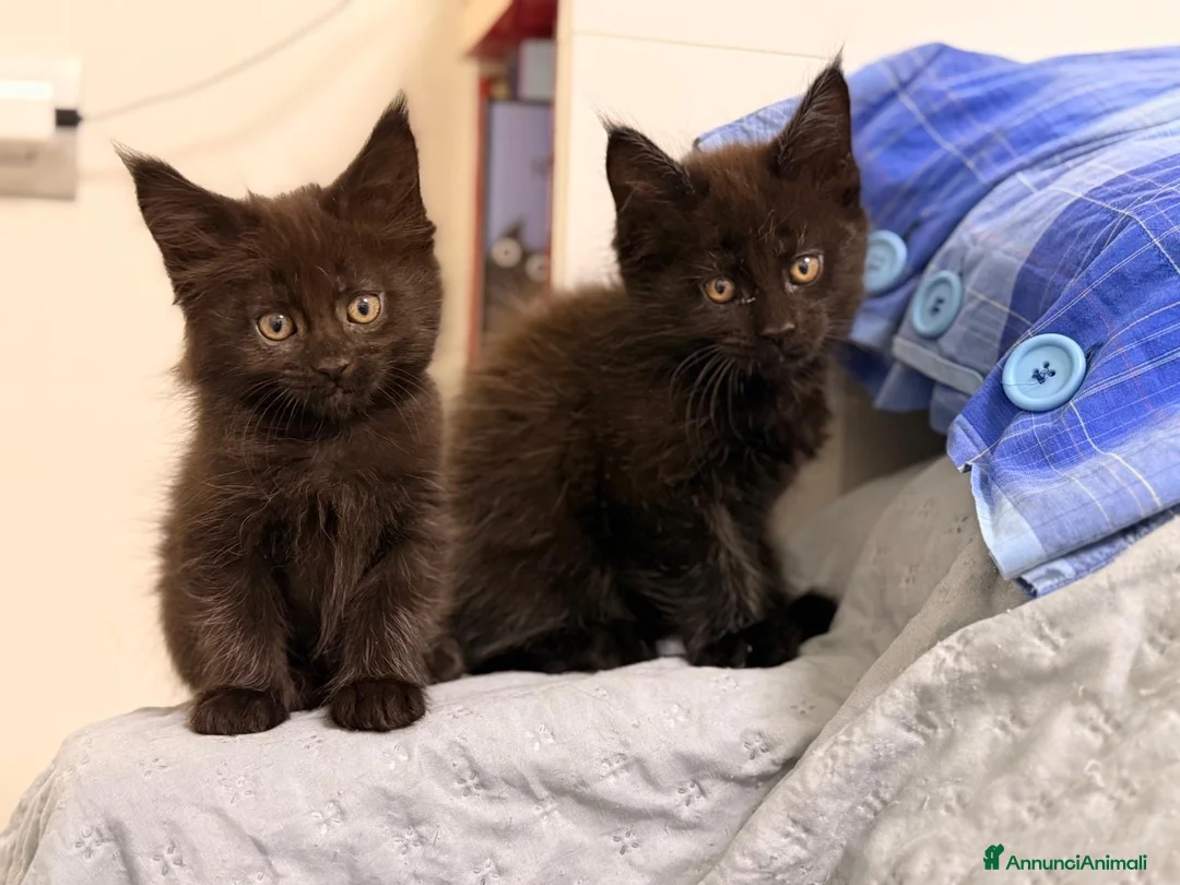 Maine Coon gatti in vendita: Cuccioli di Maine Coon disponibili - Annuncio 2