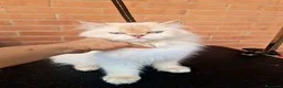 British gatti in vendita: DA RIPRODUZIONE GATTA BRITISH LONGHAIR  - Annuncio 6