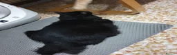 Meticcio gatti in regalo: Gatto nero a Provincia di Brescia - Annuncio 2