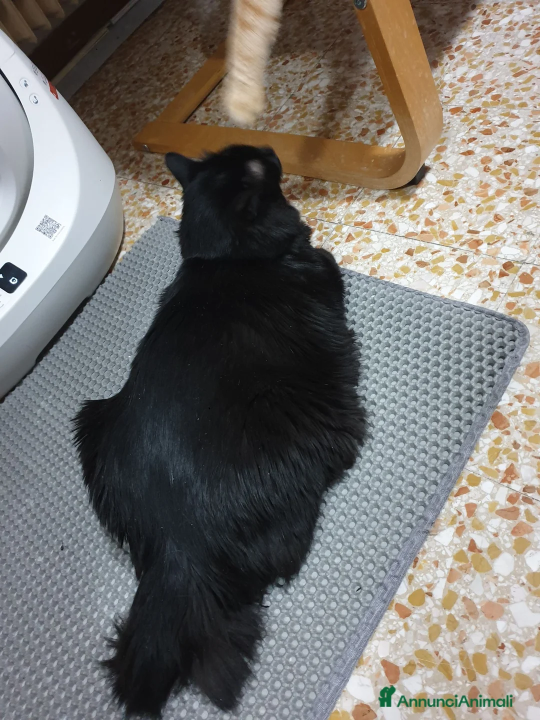 Meticcio gatti in regalo: Gatto nero a Provincia di Brescia - Annuncio 2