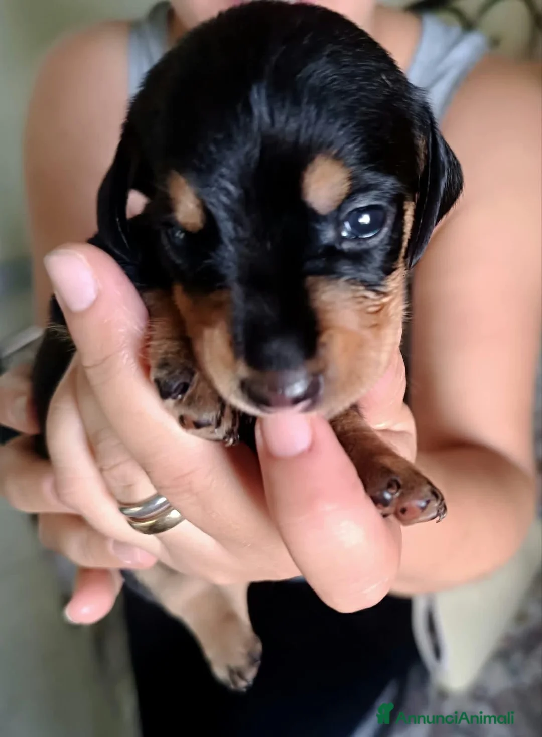 Bassotto cani in vendita: Bassotto maschio nero focato - Annuncio 2