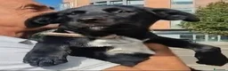 Meticcio cani in regalo: Lulù e Luna cucciole in cerca di adozione a Parma - Annuncio 4