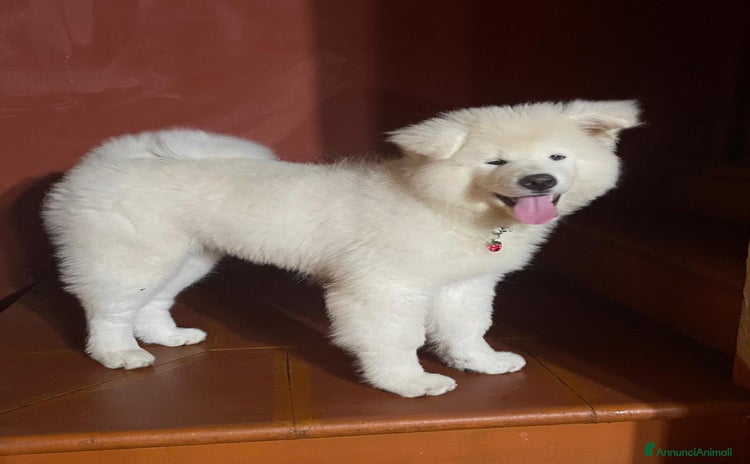 Akita Inu cani a Città Metropolitana di Torino - Annuncio 8