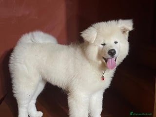 Akita Inu cani 🌸 Hime Sakura cerca una famiglia 🌸 a Città Metropolitana di Torino - Annuncio 9