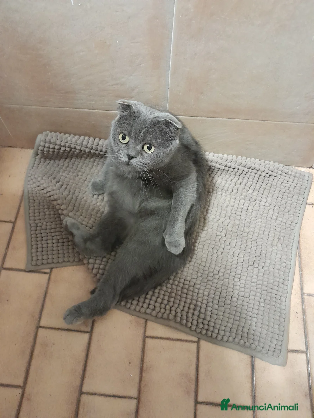 Scottish gatti per accoppiamento: Trilly a Città Metropolitana di Torino - Annuncio 1