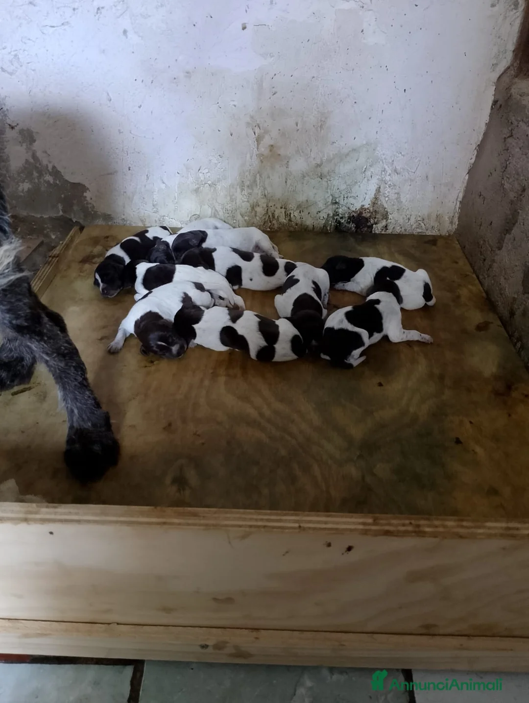 Drahthaar cani in vendita: Cuccioli di drahthaar - Annuncio 3