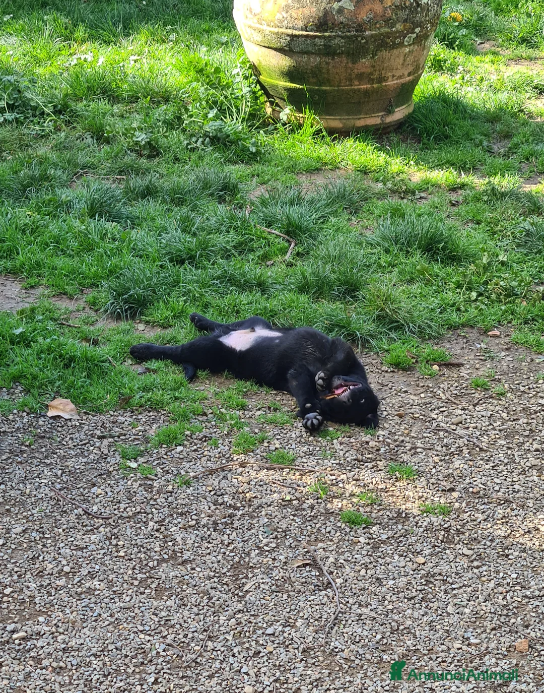 Rottweiler cani in regalo: CHUCKY, patatone mix ROTTWEILER. 2 MESI - Annuncio 9