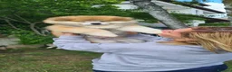 Akita Inu cani in vendita: CUCCIOLI DI AKITA Lombardia - Annuncio 11