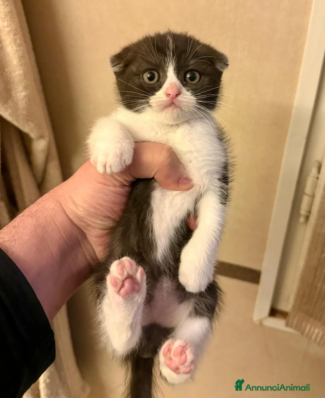 Scottish gatti in vendita: SCOTTISH FOLD & STRAIGHT - Annuncio 12