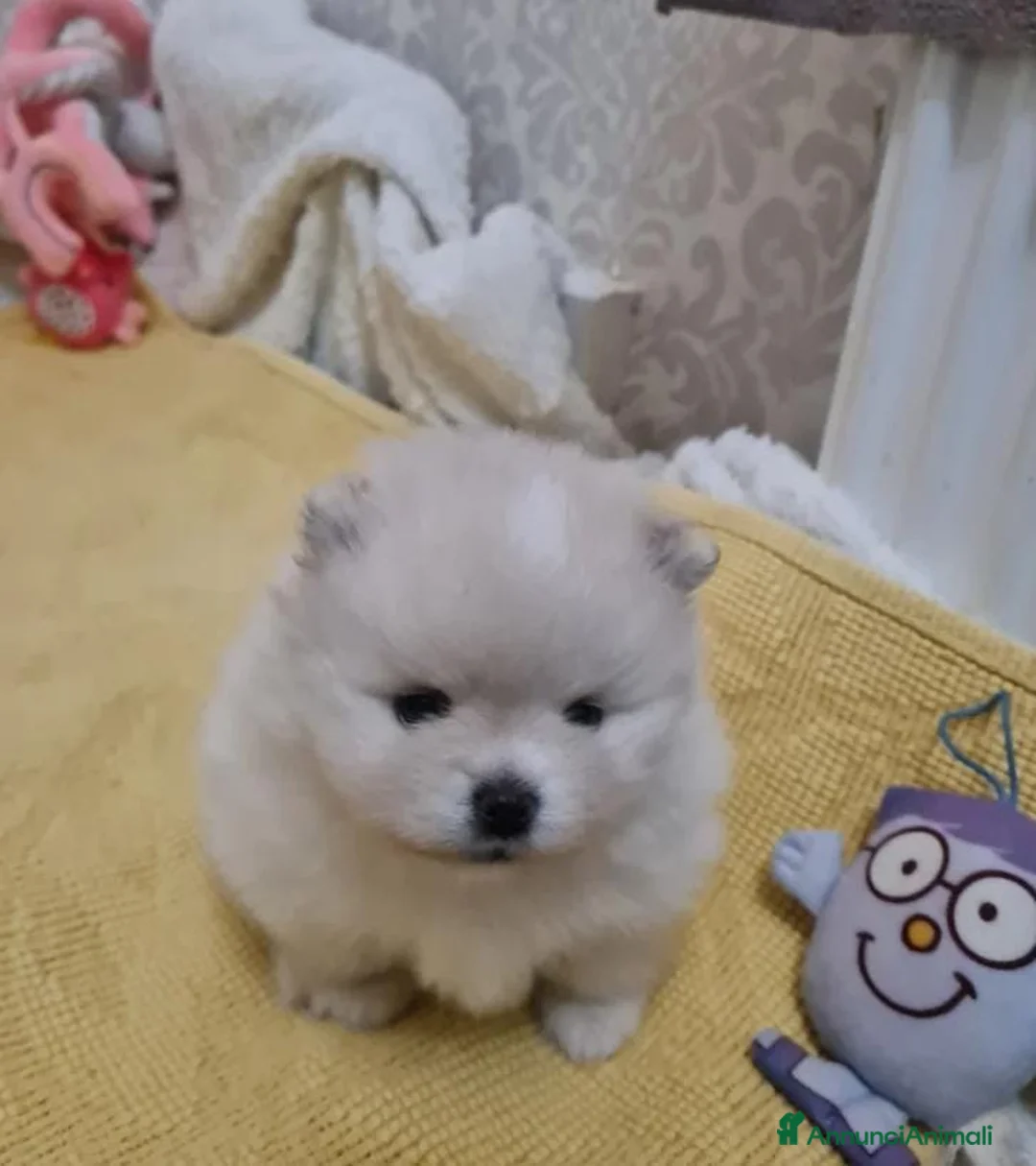 Volpino Pomerania cani in vendita: Adorabili cuccioli di Pomerania mini Teddy  - Annuncio 13