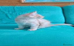 Maine Coon gatti in vendita:  Maine Coon pedigree ANFI senza limitazioni  - Immagine 4