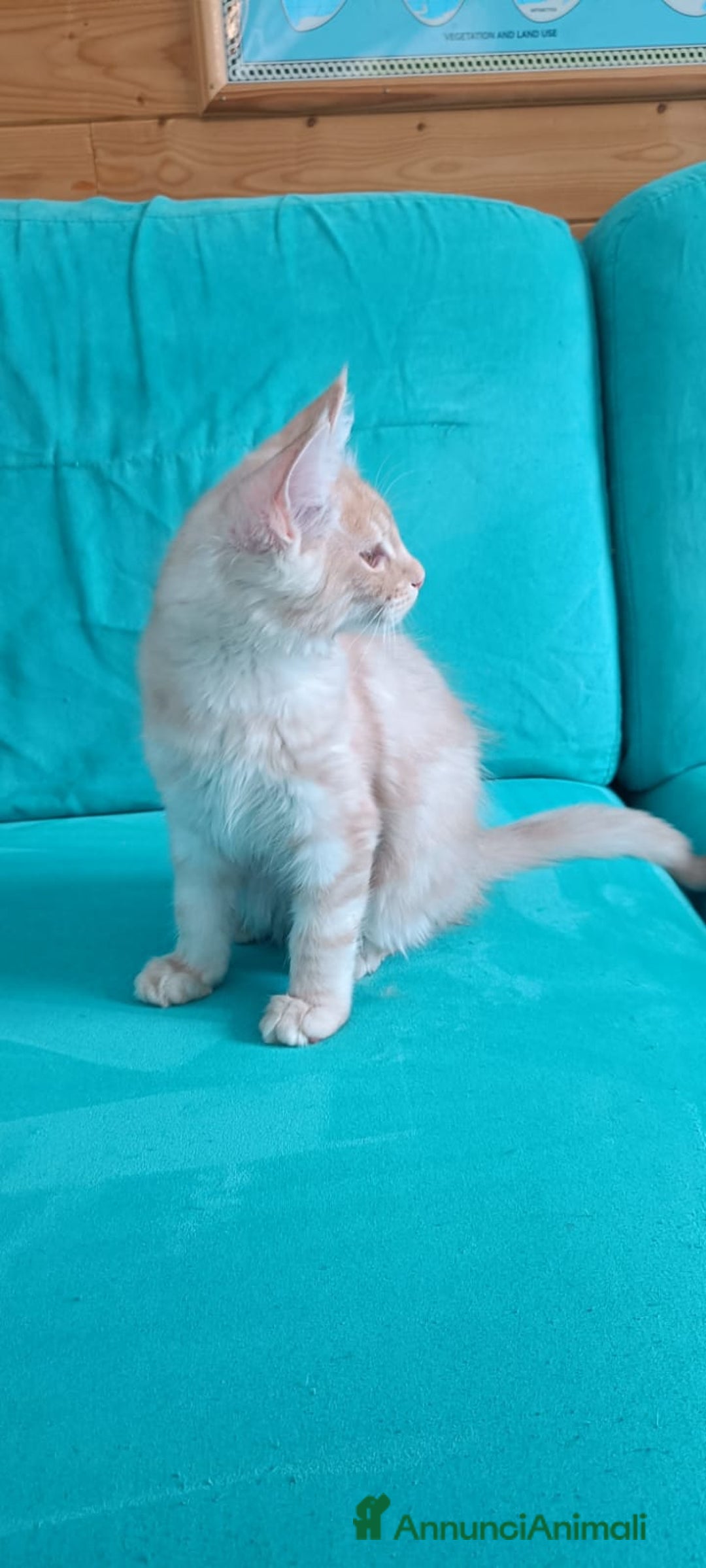 Maine Coon gatti in vendita:  Maine Coon pedigree ANFI senza limitazioni  - Annuncio 4