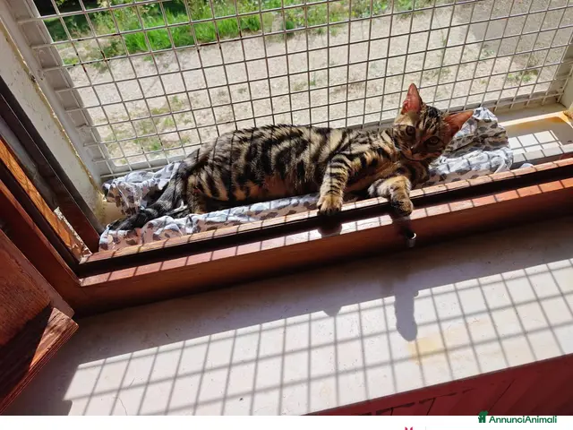 Bengala gatti Bengala - Annuncio 2