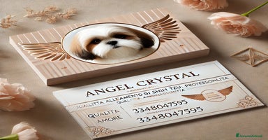 Shih Tzu cani - Annuncio 6