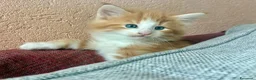 Norvegese gatti in vendita: cucciolo norvegese delle foreste - Annuncio 9