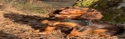 Cocker cani in vendita: Prenotazioni cuccioli di English Cocker Spaniel  a Provincia di Cosenza - Annuncio 17