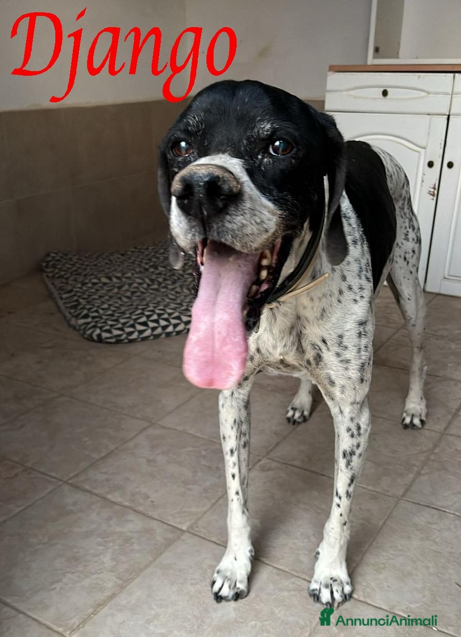 Pointer cani DJANGO tenerissimo cane in adozione! - Annuncio 35