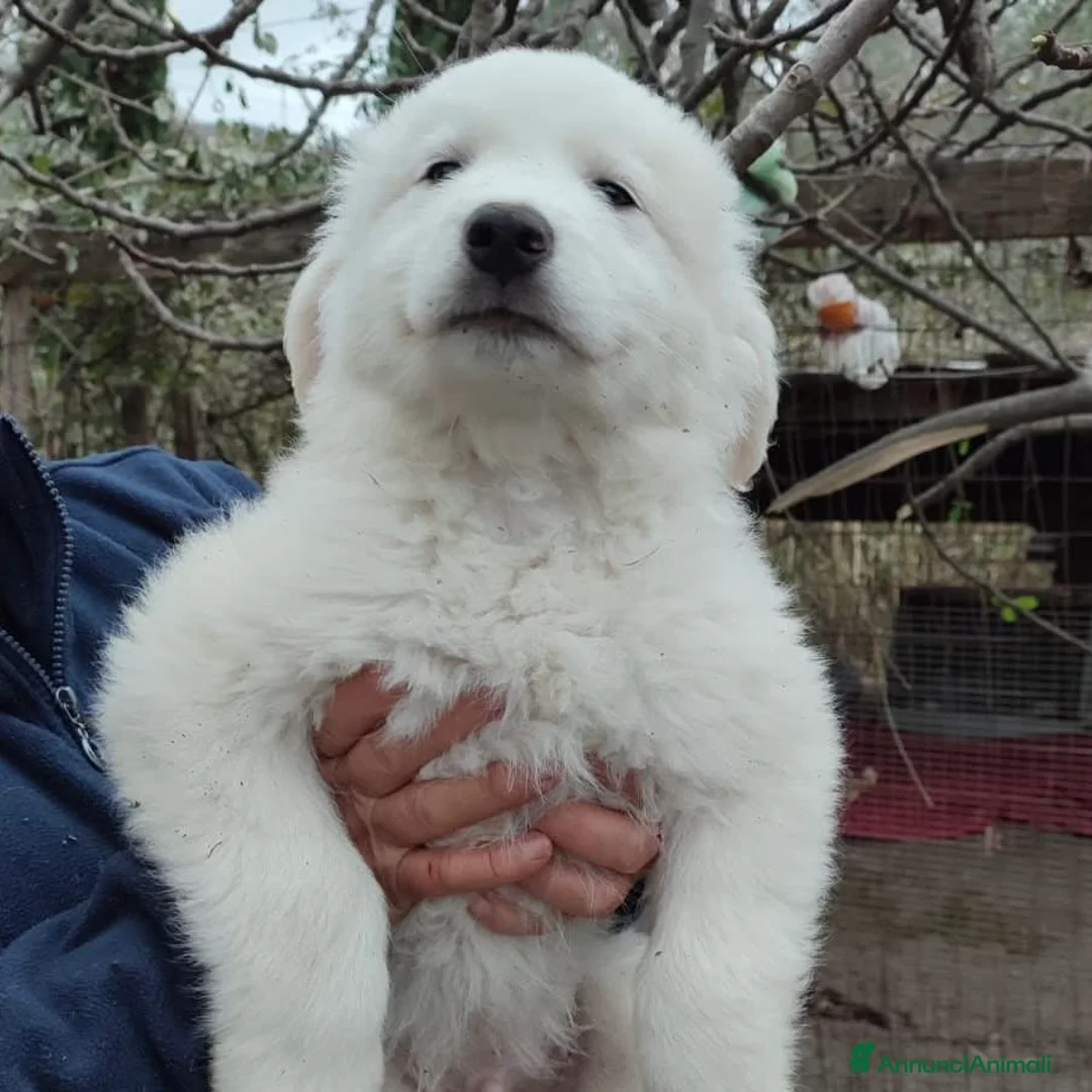 Meticcio cani in regalo: Splendido batuffolino 2 mesi taglia grande  - Annuncio 1