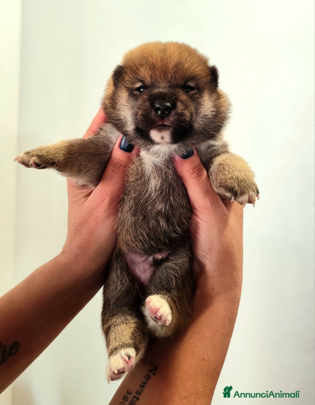 Shiba Inu cani in vendita: SHIBA INU CUCCIOLI  - Annuncio 5