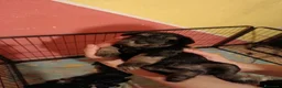 Mini Schnauzer cani in vendita: Cuccioli di Schnauzer nano Nero Argento  - Annuncio 6