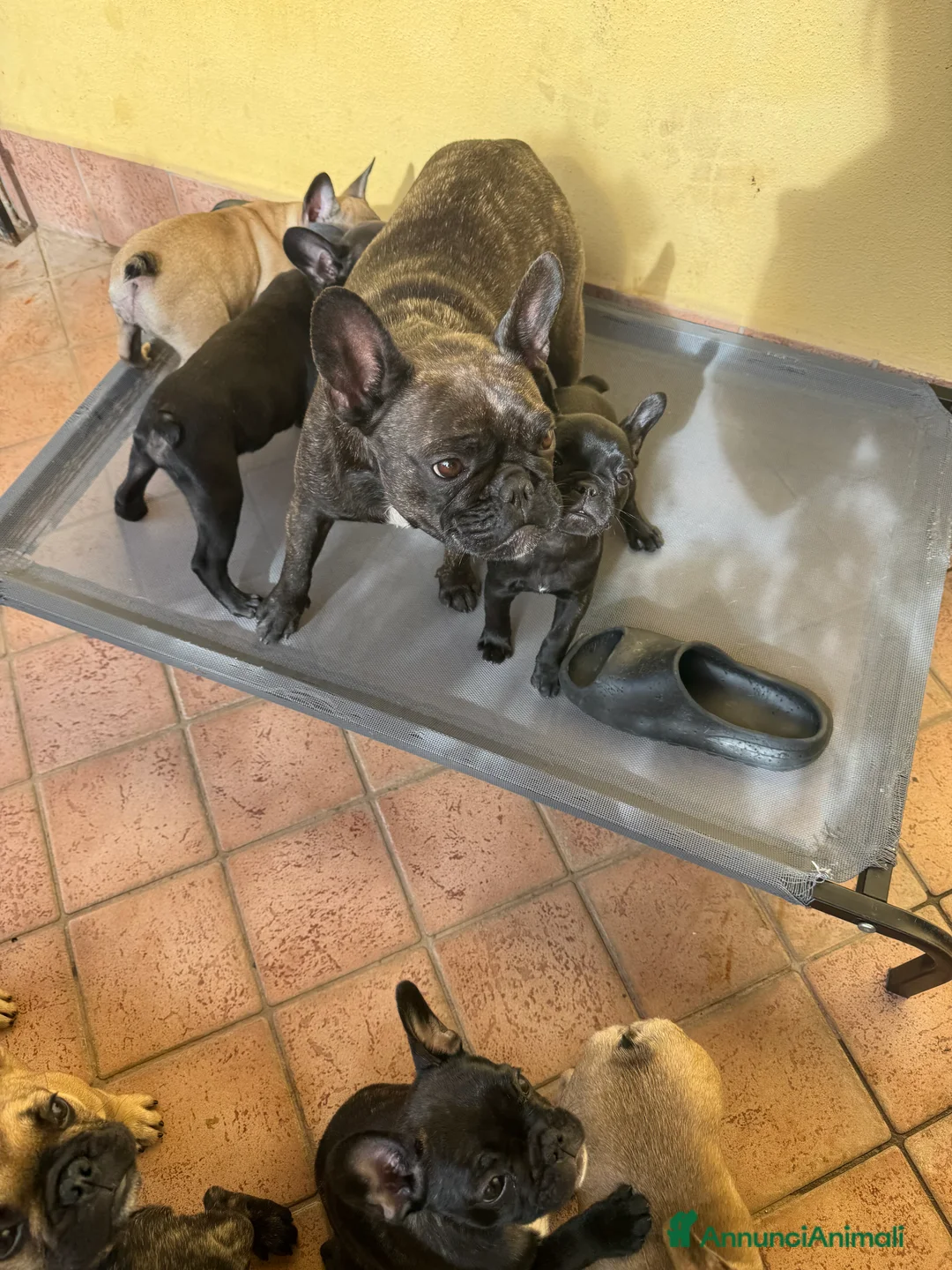 Bulldog Francese cani in vendita: Cucciole di bulldog francesi - Annuncio 4