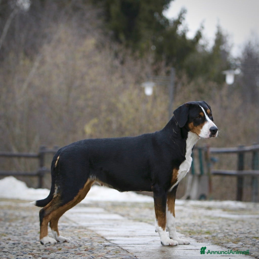 Grande Bovaro Svizzero cani 🐾 Cuccioli di Grande Bovaro Svizzero disponibili! - Annuncio 1