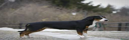 Grande Bovaro Svizzero cani in vendita: 🐾 Cuccioli di Grande Bovaro Svizzero disponibili! a Provincia di Bergamo - Annuncio 1