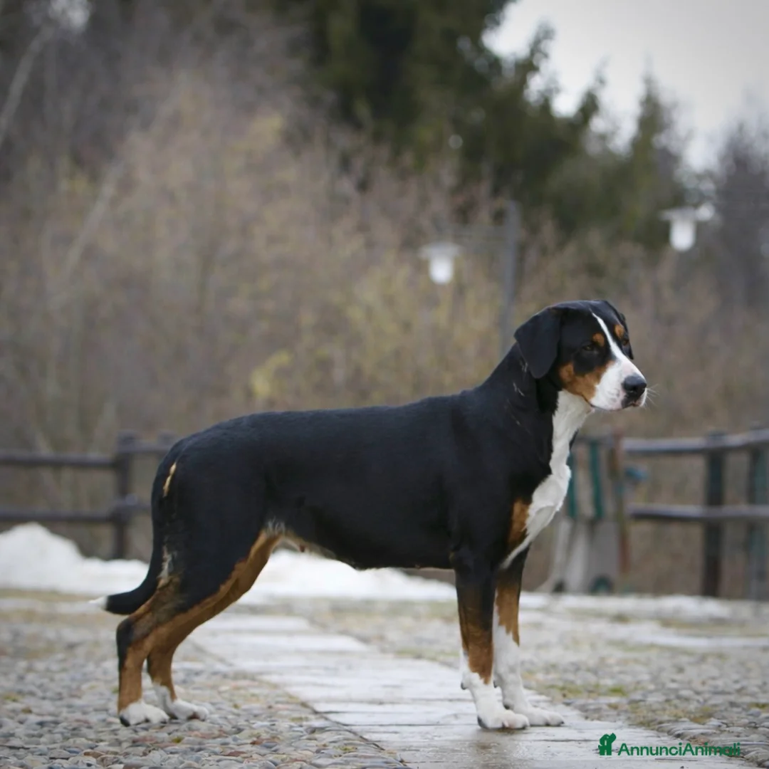 Grande Bovaro Svizzero cani in vendita: 🐾 Cuccioli di Grande Bovaro Svizzero disponibili! a Provincia di Bergamo - Annuncio 1