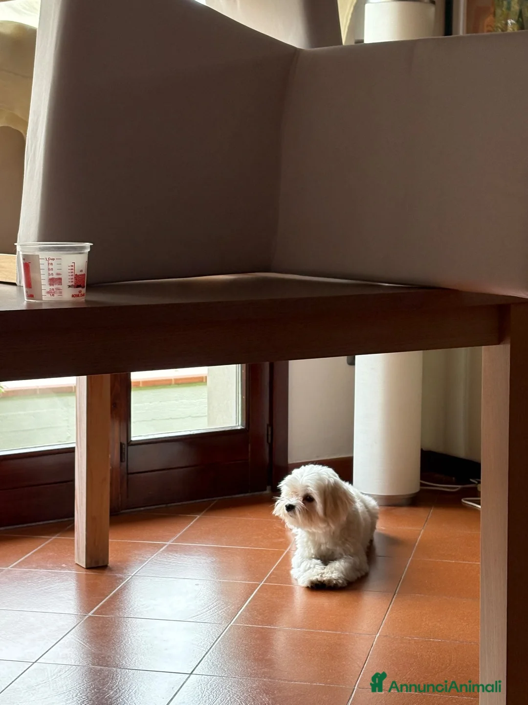 Maltese cani per accoppiamento: Abbiamo il maschio per l'accoppiamento - Annuncio 2