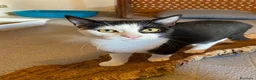 Altre razze gatti in regalo: Tanti gattini desiderosi di trovare famiglia  a Provincia di Bergamo - Annuncio 2