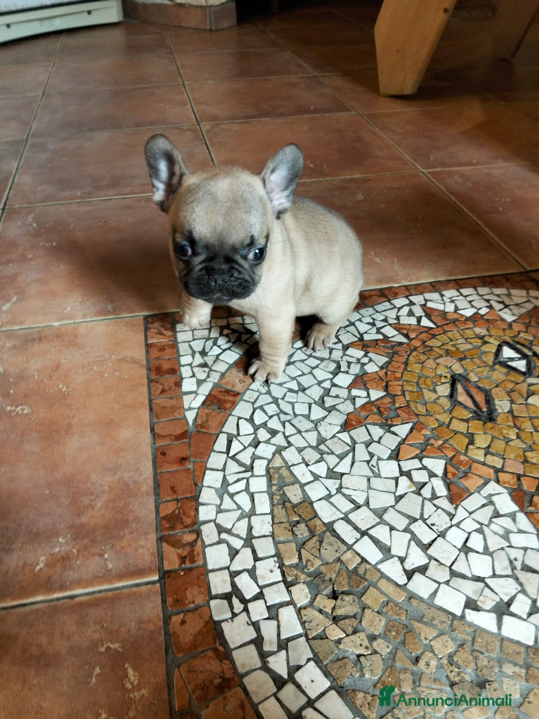 Bulldog Francese cani in vendita: Cuccioli bulldog francese  - Annuncio 3