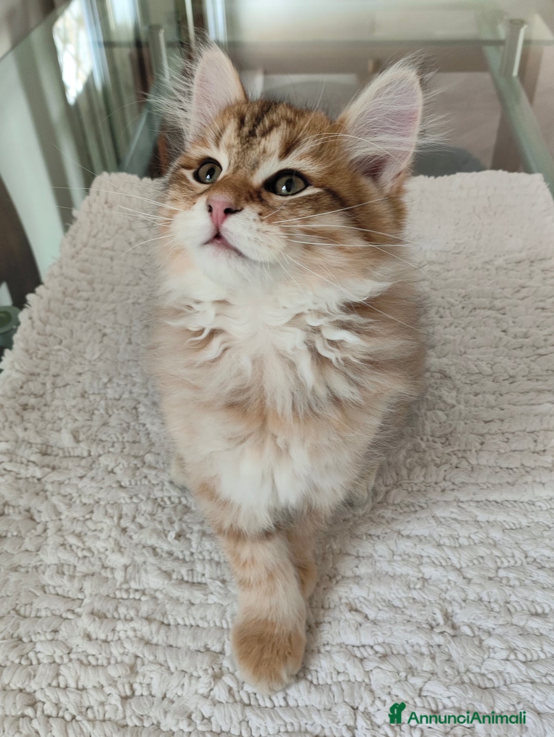 Siberiano gatti in vendita: Cucciolo di gatto siberiano - Annuncio 3