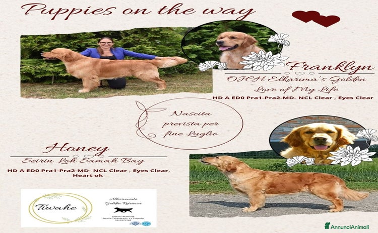 Golden Retriever cani a Provincia di Alessandria - Annuncio 4