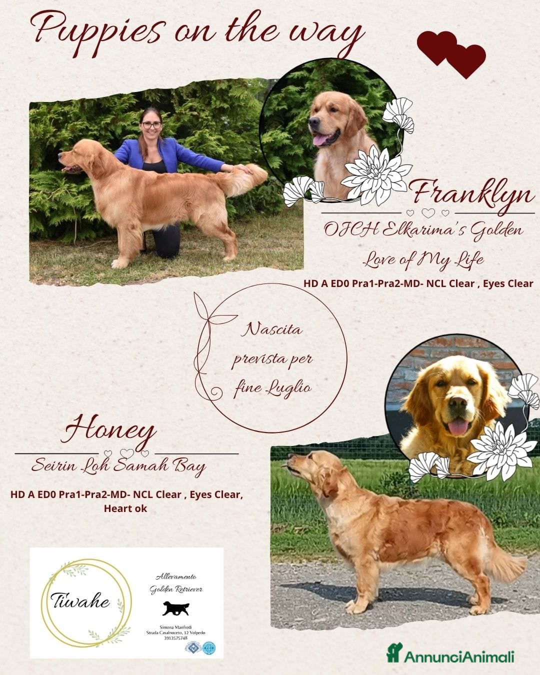 Golden Retriever cani in vendita: In arrivo stupendi cuccioli di Golden Retriever  a Provincia di Alessandria - Immagine 1