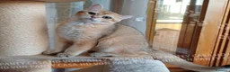 Scottish gatti in vendita: Cuccioli Scottish Straight - Annuncio 7