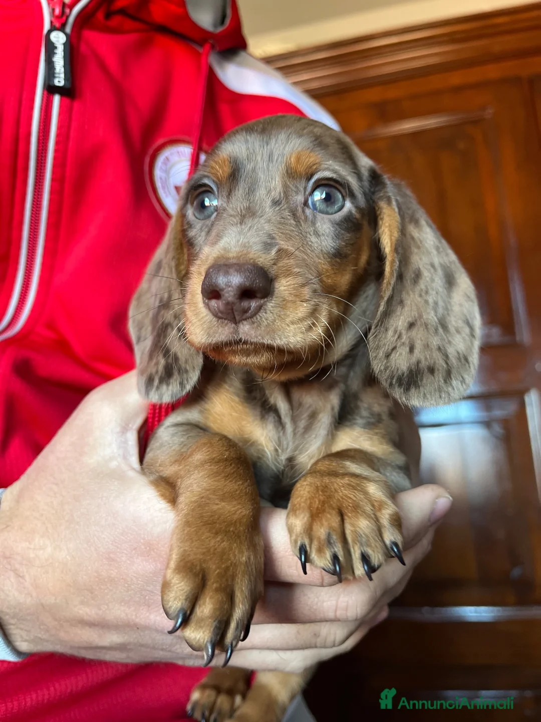 Bassotto Nano cani per accoppiamento: Cercasi femmina di bassotto per accoppiamento a Provincia di Varese - Annuncio 2