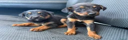 Meticcio cani in regalo: Taglia piccola alla riscossa - Annuncio 1