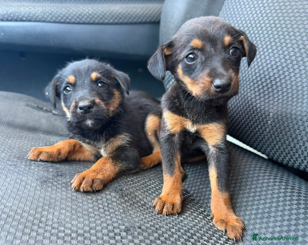 Meticcio cani in regalo: Taglia piccola alla riscossa - Annuncio 1